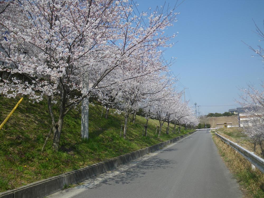 Streets around. April 80m cherry blossoms are in full bloom until the row of cherry blossom trees. Why do not you walk to your family with us to become warm season. 