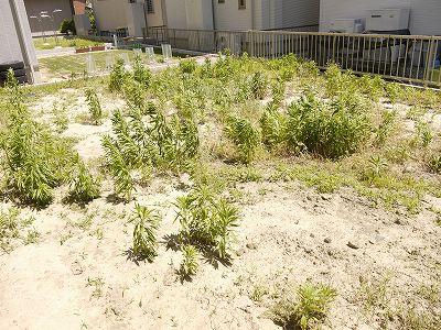 Garden. This breadth is also the charm of the south side of the garden. 