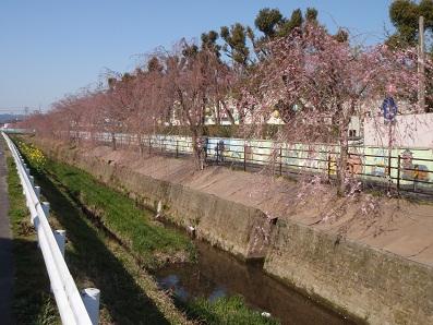 Other. Local suburbs of "weeping cherry tree" highway