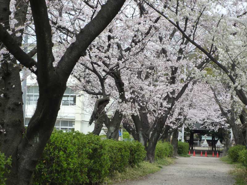 Other. Italian multi-wave sword shrine (approach ・ 450m until spring) (Other)