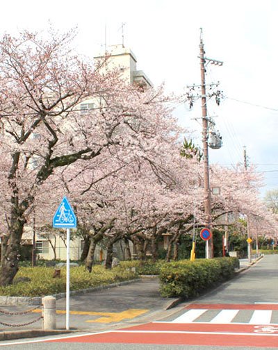 Surrounding environment. Cherry trees (about 10m from local)