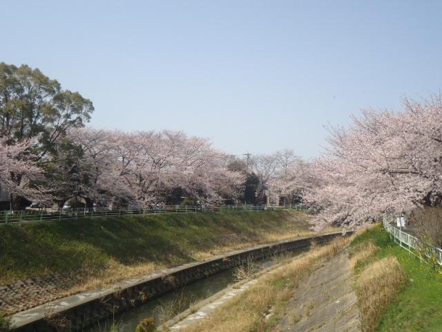 Other Environmental Photo. There is a 370m row of cherry blossom trees to Canare River.