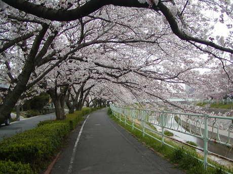 Streets around. Meito Ward Hikiyama of newly built single-family all 9 buildings! Nearby Canare River green canal cherry trees is beautiful every year