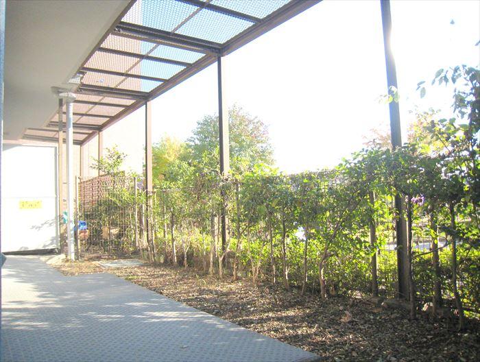 Garden. Sunny private garden