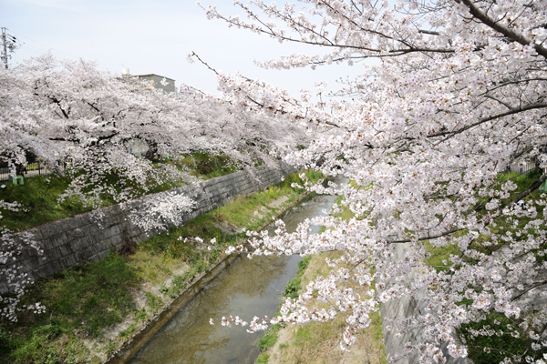 Surrounding environment. Also in the surrounding famous Yamazaki River cherry trees. The weather is good many who are taking a walk promenade, It is likely to be able to live while feeling the transitory of four seasons (Yamazaki River cherry trees / About 1400m)