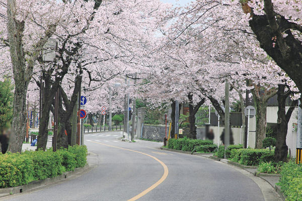 Surrounding environment. Sakura of tunnel ※ Local neighborhood (a 5-minute walk ・ About 400m)