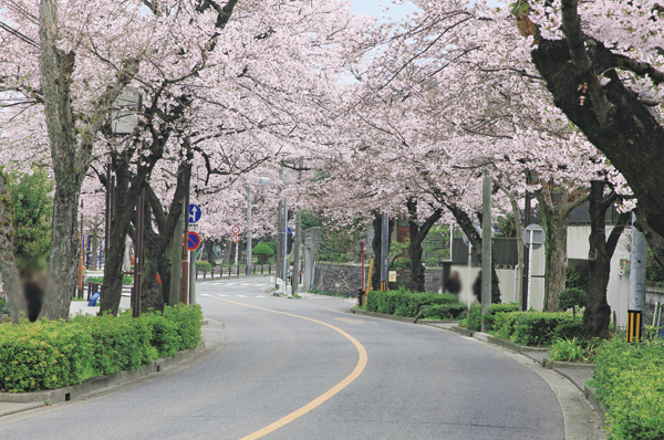 Sakura of tunnel ※ Local neighborhood (about 400m / A 5-minute walk)