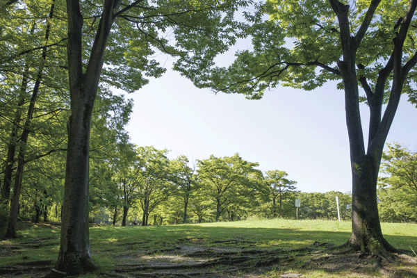 Surrounding environment. Jinguhigashi park (8-minute walk ・ About 600m)