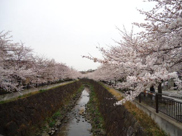 Other. Cherry blossoms "Yamazaki River"