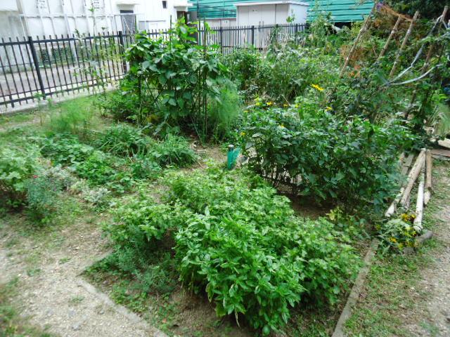 Other common areas. A lot of vegetables, you can harvest.