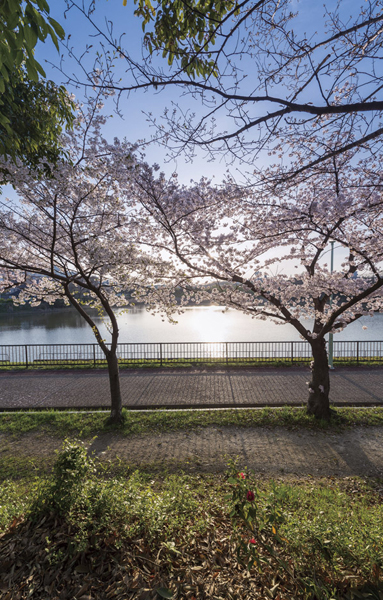 Tokasa park (1-minute walk from the Aqua Terrace ・ About 30m) (2-minute walk from the window Terrace ・ About 90m). It blooms cherry blossoms in full bloom in the spring. April 2013 shooting