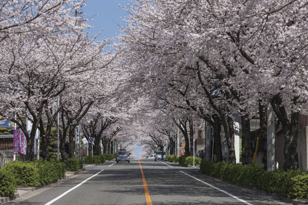 Surrounding environment. Beautiful cherry trees that connected to the local east side of the road. Color in full bloom the street in the spring, Deliver cool air of the leafy shade in the summer, It is a symbol of the city of rest (local east side contact road March 2013 shooting / 1-minute walk ・ About 50m)