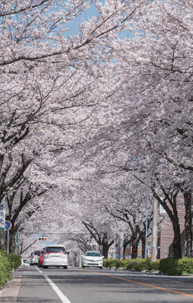 Local neighborhood (1-minute walk / About 50m). Connected to the north and south, For cherry blossoms to be loved by the local people. Adorned in full bloom the street in the spring. March 2013 shooting