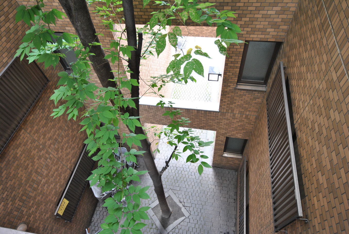 Other common areas. Tree of zelkova in the foyer before the west passage