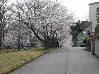 Other. Cherry blossoms are very beautiful in the spring