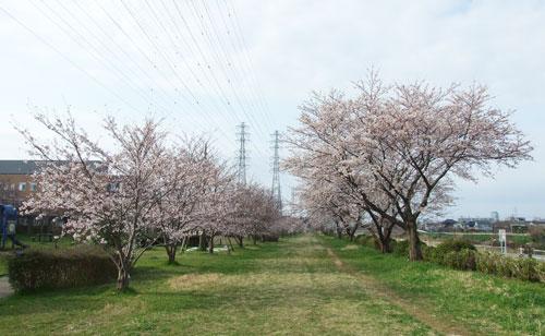 park. Hanamigawa Thousand 2051m to cherry green space