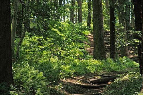 Streets around. In the 980m city until Ensei Forest Park, Park that exists like a green island. It is walking spot to enjoy the scenery of the four seasons that creatures and flowers produces.