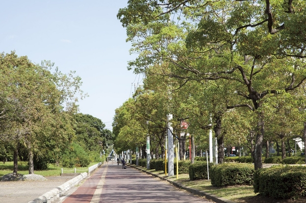 Wide sidewalk, Clean streets. Local neighborhood also ease likely flat road is often run by bicycle / Masago camphor tree street