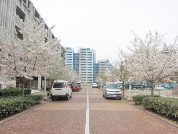 Other. There is a cherry tree in the city of Baytown.