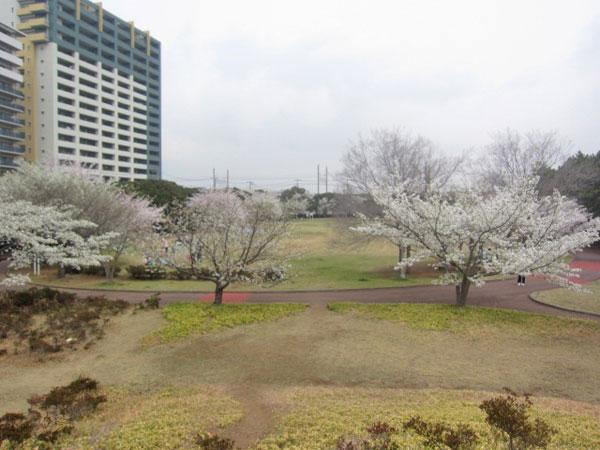 Local appearance photo. Front spring that there is a cherry tree in Hanamigawa green space can cherry-blossom viewing.