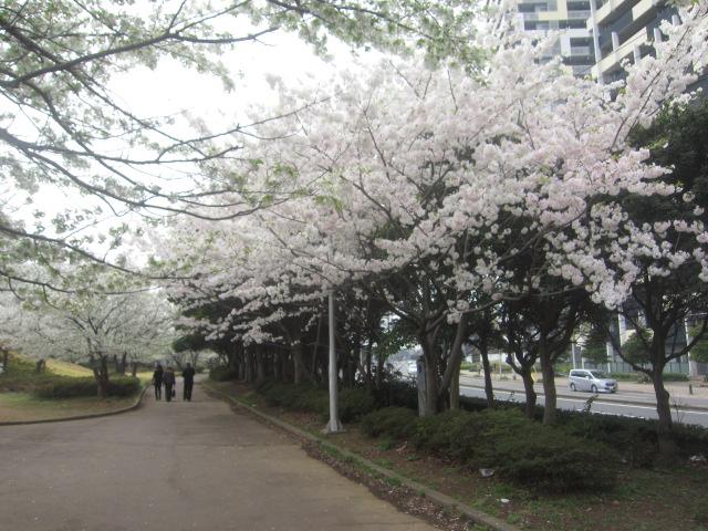 Other. There is a cherry tree in the Hanamigawa green space. In the spring you can cherry-blossom viewing.