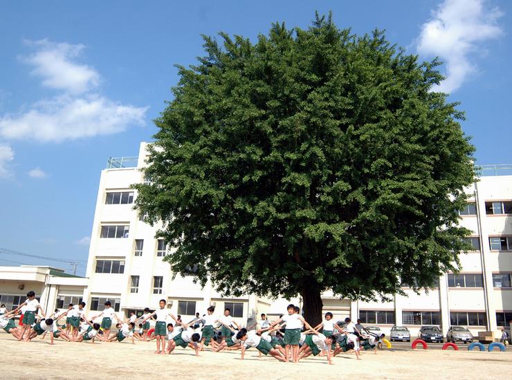 Primary school. 592m to Funabashi City Tsukada elementary school (elementary school)