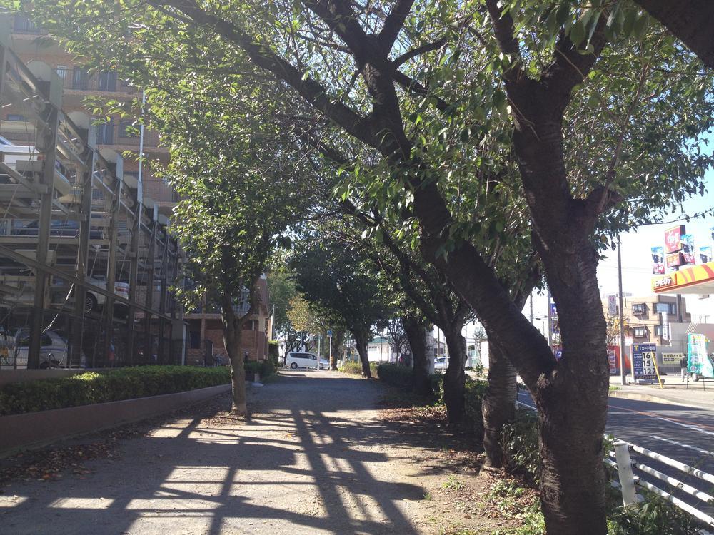 Other local. Cherry trees on the front road is beautiful in spring.