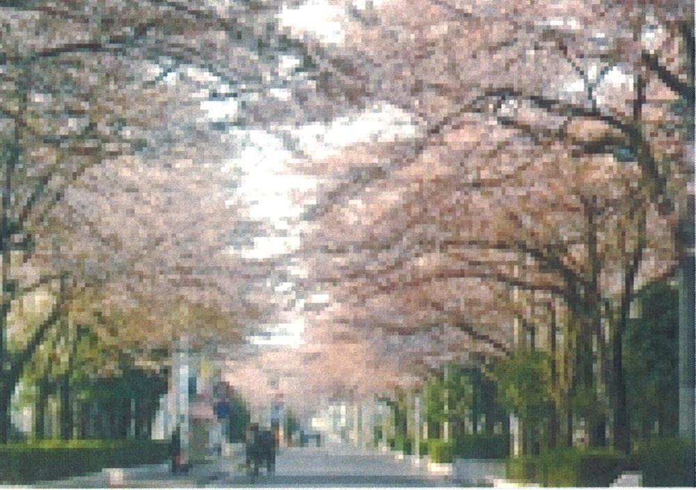 Other. Row of cherry blossom trees