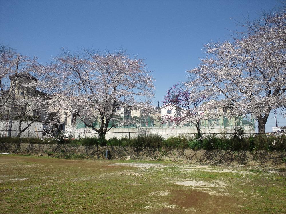 Other local. Local views from the adjacent Sakura. Enjoy the season while the cherry blossom and a walk in the family. How about how to spend of such holiday.