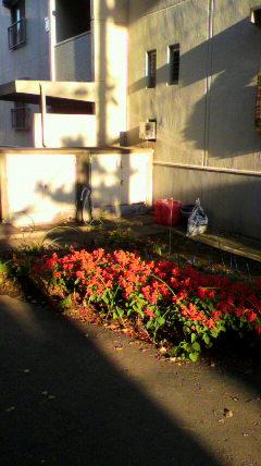 Other. Neighborhood flower bed