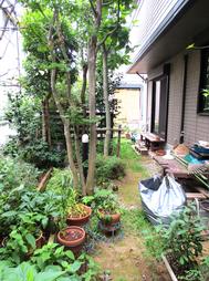 Garden. It is a full green of the garden.