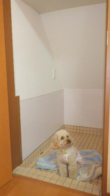 Other. Floor tiled can be used as a dog space (drainage outlet) Stairs Storage under