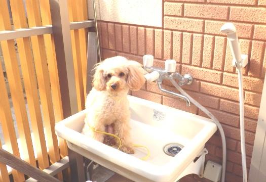 Other introspection. Hot water is also out of the shower faucet kind to pets.