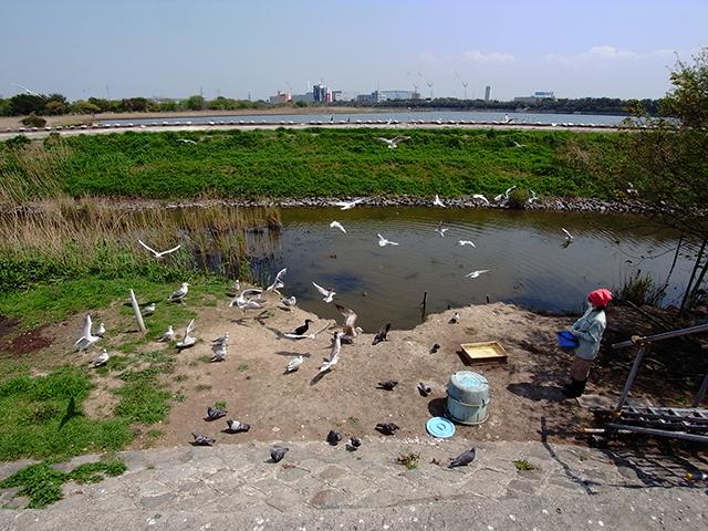park. It is seen Esayari to 330m wild birds to paradise of Ichikawa wild birds. 