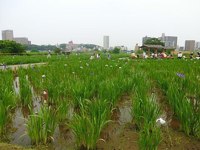 Other. Koiwa iris garden