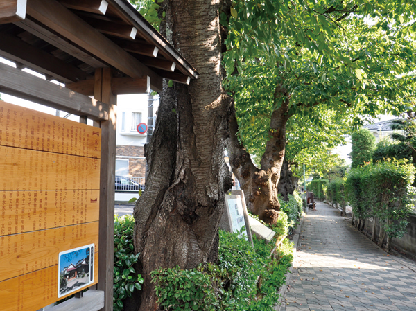 Surrounding environment. Sakura bank park (road of literature) (about 390m / A 5-minute walk)