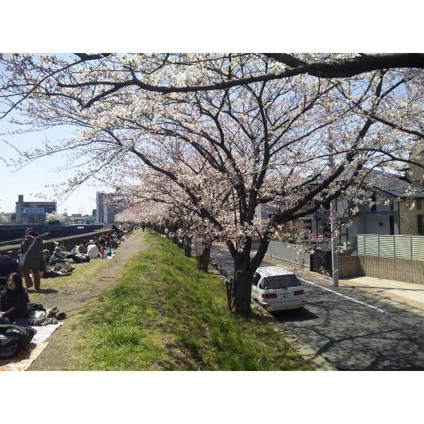 Local photos, including front road. Front road of the time in the spring