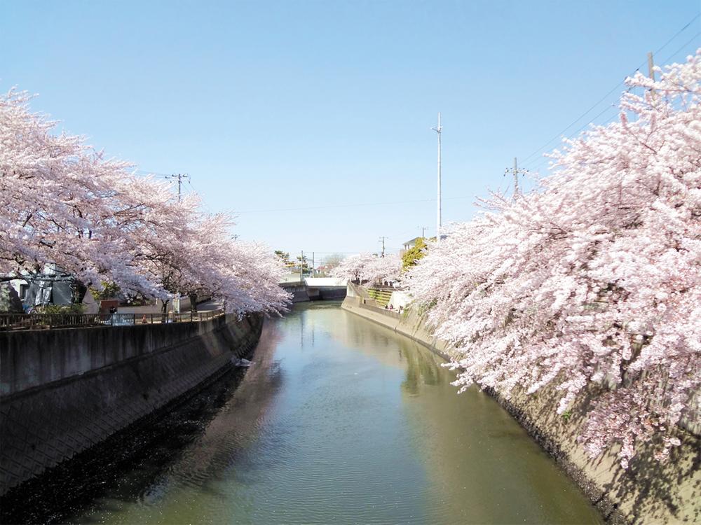 Other. Cherry trees Street Mama River. Views of the spring is a masterpiece. 