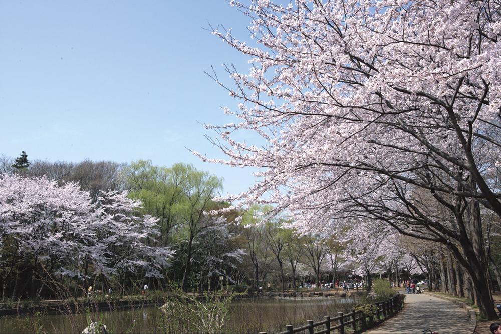 Other. A 2-minute walk of the Shell Mountain Park. Cherry tree in full bloom in the spring, Show me the look of each season, such as fresh green in the summer. Also seen the figure of waterfowl in at waterside. Crowded with families on holiday, Is glad close the case for relaxation of the place of the citizen.