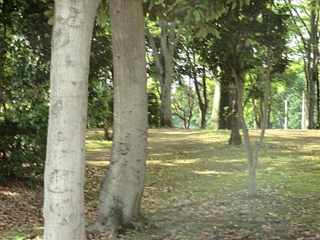 park. 932m until the pine needles first neighborhood park