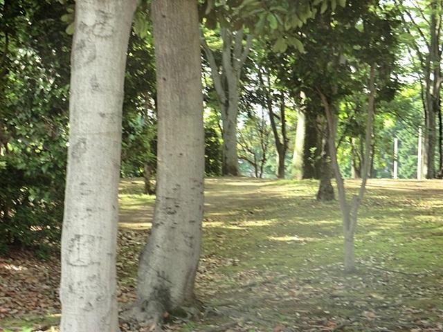 park. Pine needle first neighborhood park