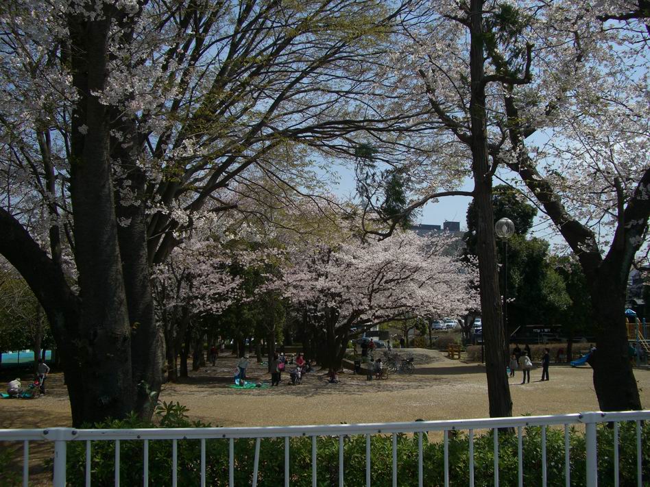 Other. Nearby park. Splendid cherry blossoms.