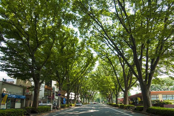 Streets around. Continued from 50m Tokiwadaira Station until the local until the zelkova street "zelkova street". Is a beautiful tree-lined avenue was chosen as Japan roadside tree Hyakkei.