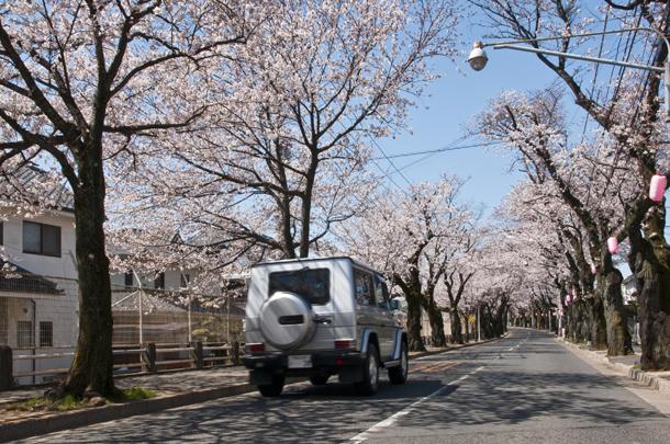 Streets around. It was chosen as the 800m Japan of the road hundred election until Sakura Street "Sakura Street". The season of full bloom hosts a festival in the pedestrian.