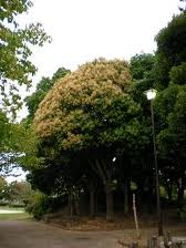 park. 815m to Central Park Matsudo (park)