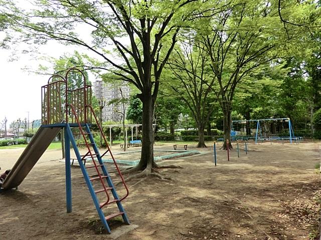 park. Chinese parasol tree park