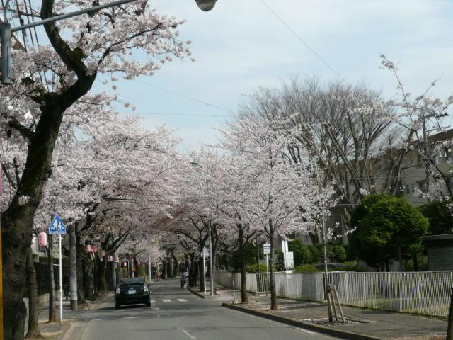 Streets around. Sakura street 100m Tokiwadaira to Tokiwadaira Sakura Street We look forward to the season of cherry blossoms every year