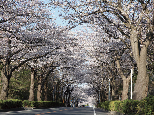 Surrounding environment. Cherry trees around Yabashira cemetery (about 550m ・ 7-minute walk)