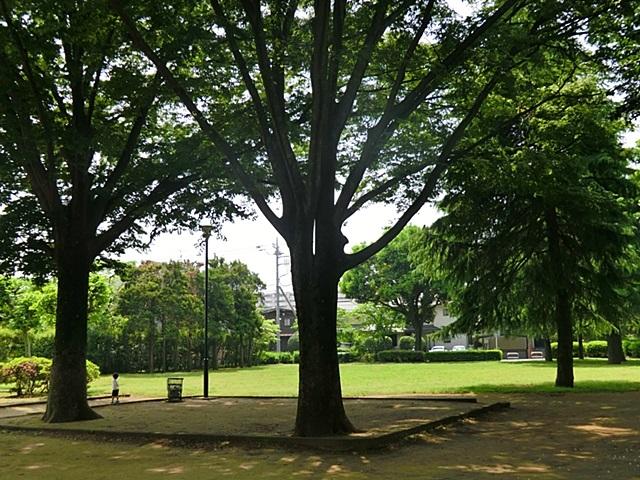 park. Evergreen oak park