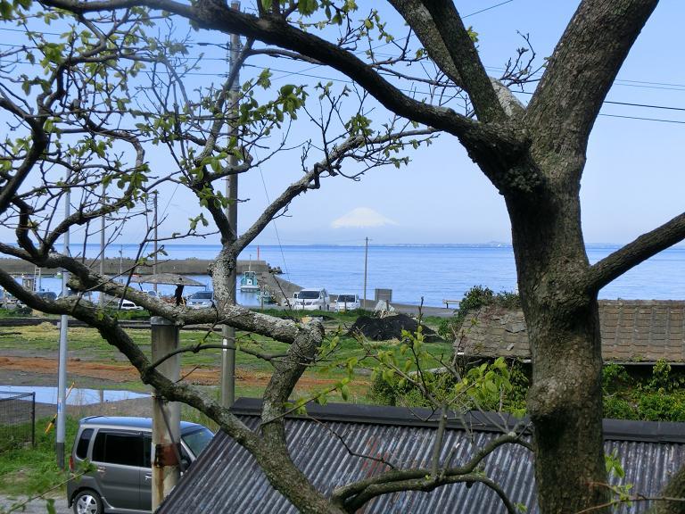 View photos from the dwelling unit. Fuji is seen in the cherry tree over a clear day